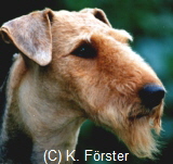 (C) K. F�rster