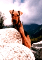 Alpha im Gebirge