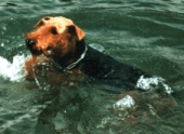 Alpha liebte das Wasser
