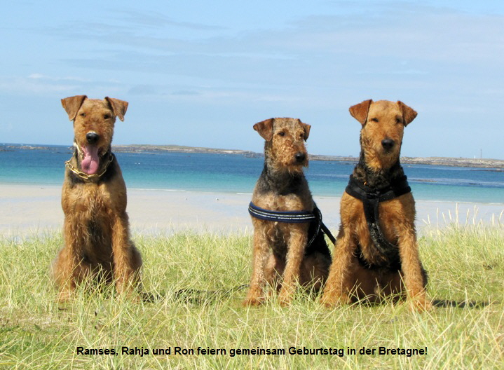 Ramses, Rahja und Ron feiern gemeinsam Geburtstag in der Bretagne!