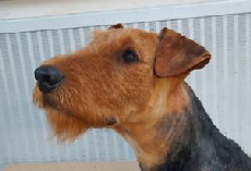 ELroy_Kopf_klein