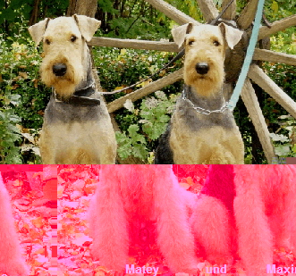 Matey             und           Maxine