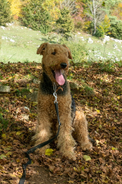 Balu191119 (6)