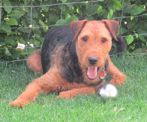 Dexter1