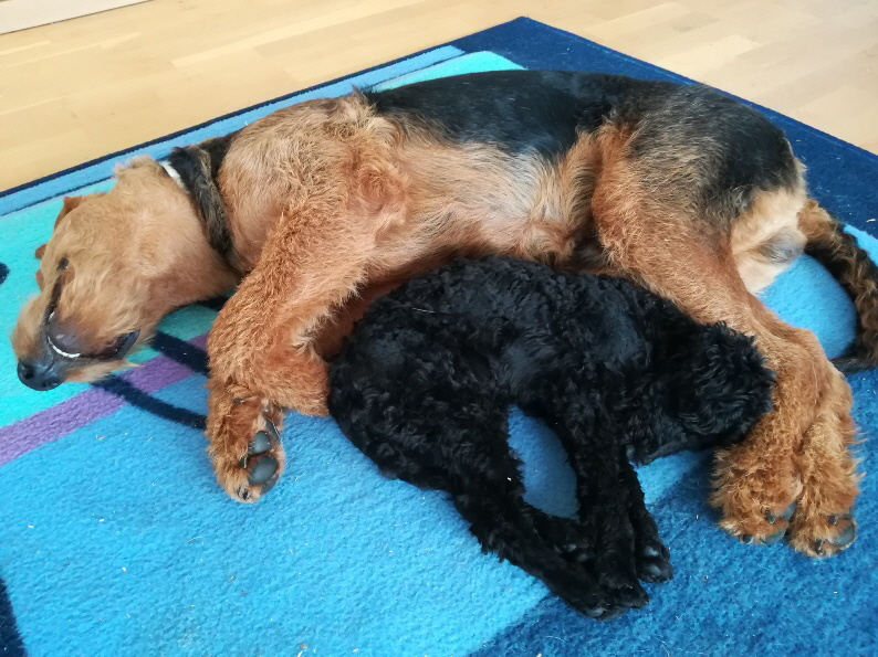 ElRoy_Yin und Yang