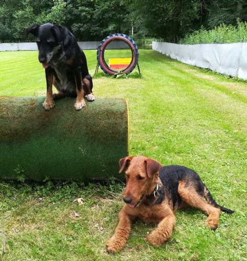 ElRoy_training