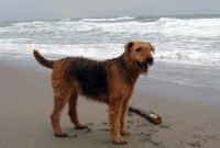 Kessy holt Stock aus dem Meer