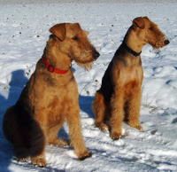 Kessy und Assina im Schnee