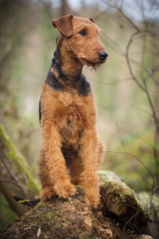 Wanja_dogphoto1