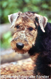 Murphy
