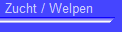 Zucht / Welpen