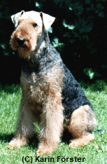 Lotte v.d. Laubenhaid