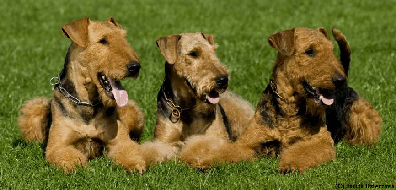 Ron, Rahja und Samson 
(C) Judith Dzierzawa